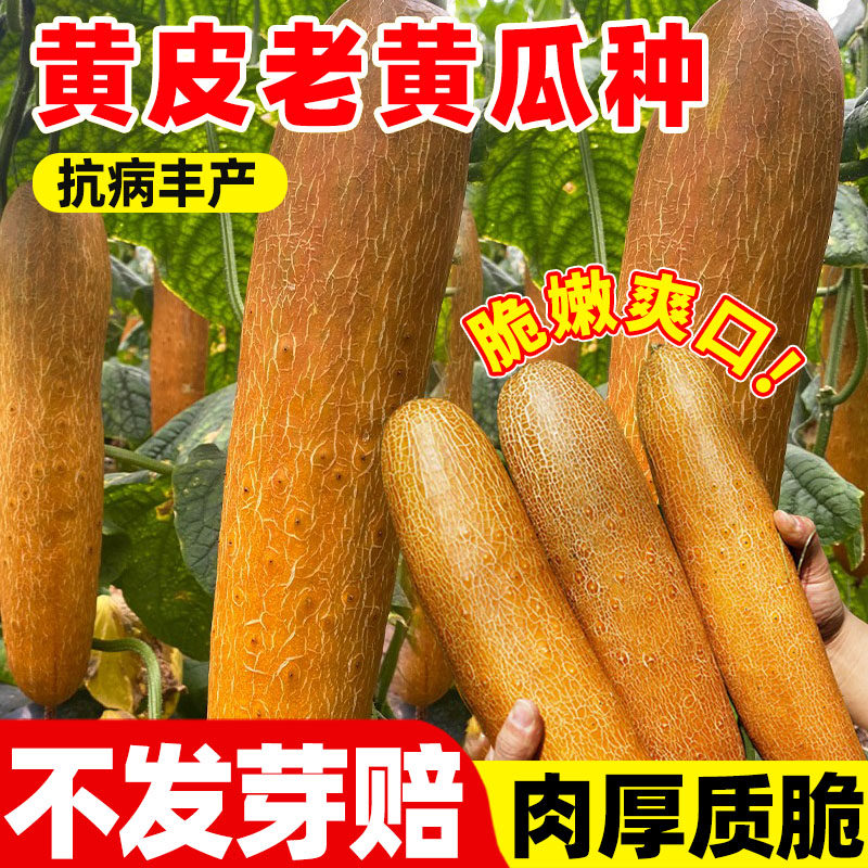 黄皮老黄瓜种子春季夏季秋季耐热四季盆栽特大东北黄皮黄瓜种籽孑