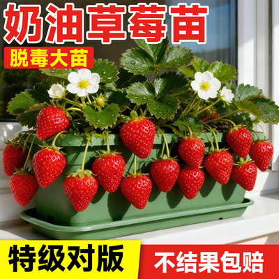 奶油草莓苗秧盆栽四季结果玄玉脱