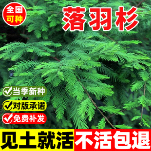新采落羽杉种子水杉树种子四季种植易活庭院景观绿化造林落雨杉苗