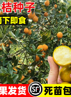 小金桔种子四季种植多年生盆栽苗