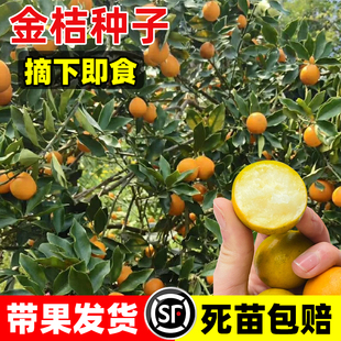 小金桔种子盆栽种子四季桔柑橘年桔橘子种子室内种植阳台果树种籽