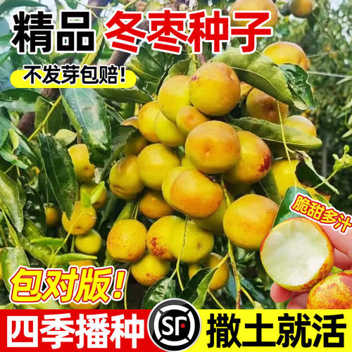 枣树种子甜脆超大冬枣种籽四季种