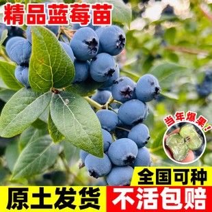 蓝莓树果苗带果子发货 结果 蓝莓树苗阳台盆栽南方北方种植L25四季