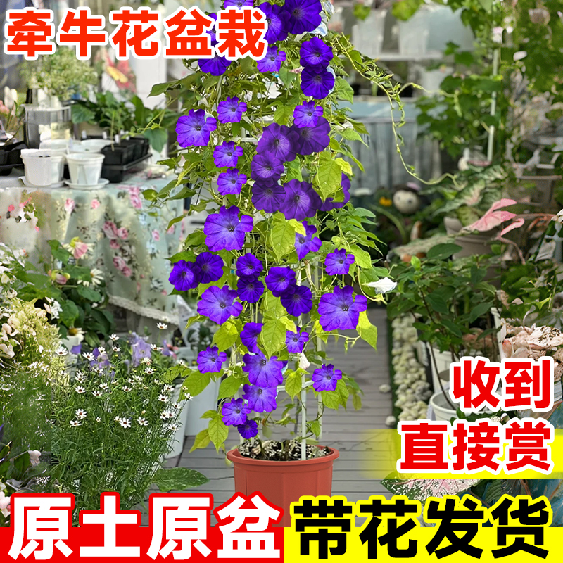 重瓣矮牵牛花苗盆栽带花苞室