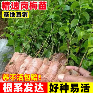 广西基地岗梅苗优质星树苗天星木四季可种营养杯苗百解茶梅叶冬青