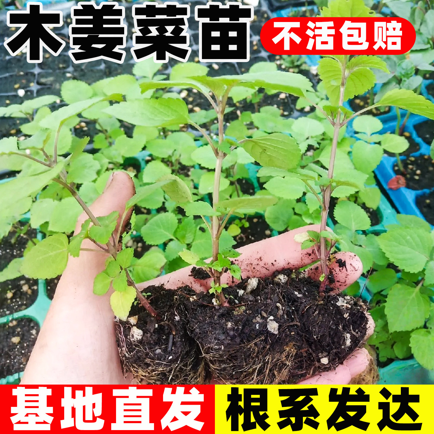 木姜菜苗蘸豆花四川食用香料穴盘苗阳台庭院种植蘸料蔬菜鱼香菜苗