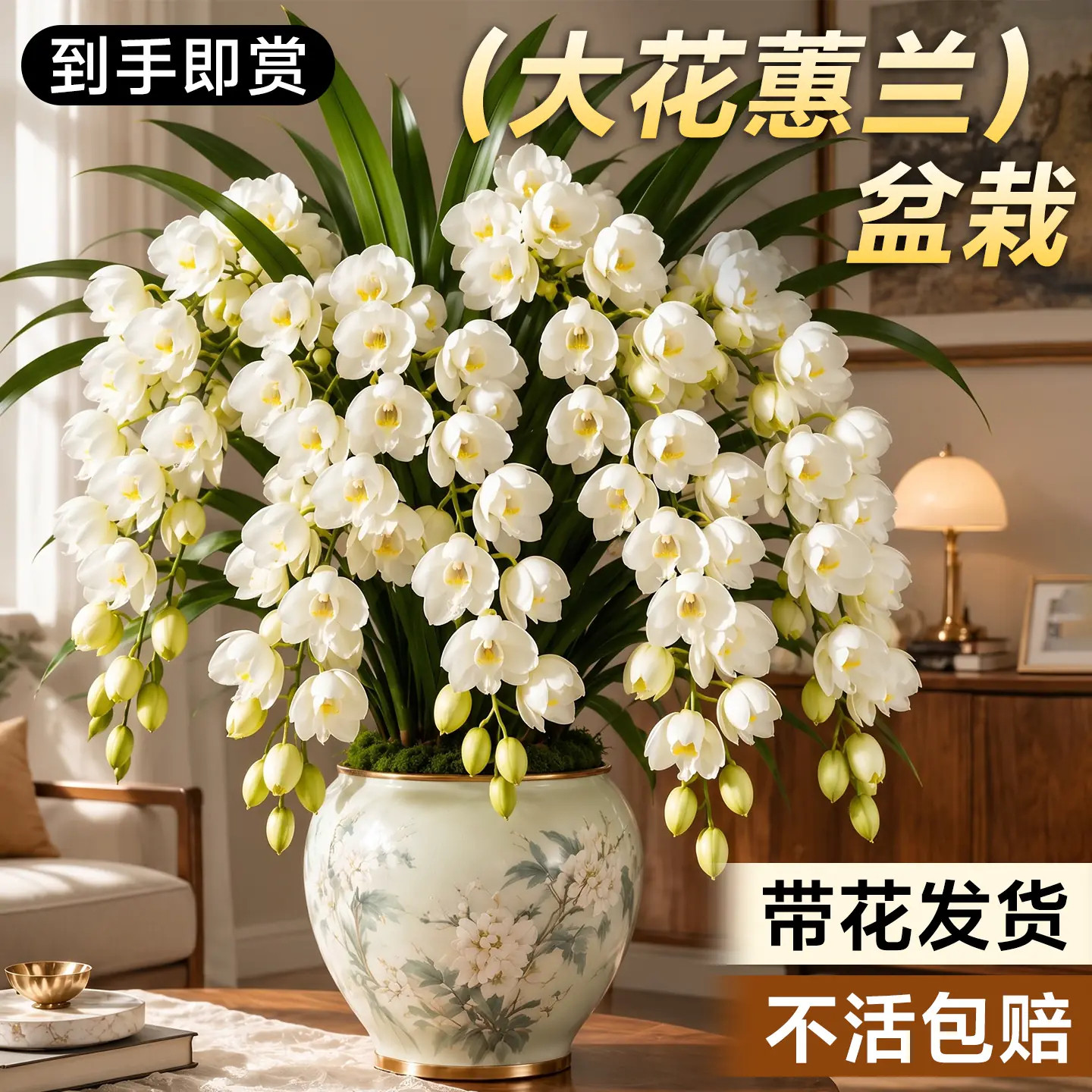 大花蕙兰盆栽带花苞花剑名贵品种