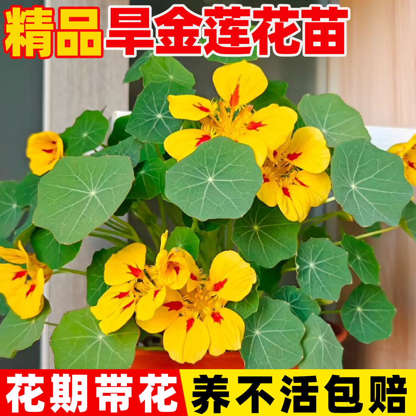 旱金莲花苗盆栽耐热耐寒多年生室内外阳台爬藤花卉植物旱荷花种子