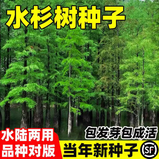 水杉树种子梳子杉园林庭院景观绿化树木挺拔树高直壮木当年新采种