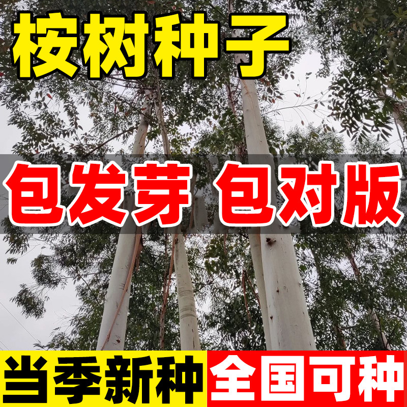 桉树种子速生巨桉大小广林9号树种子蓝按桉树籽林木种子新种