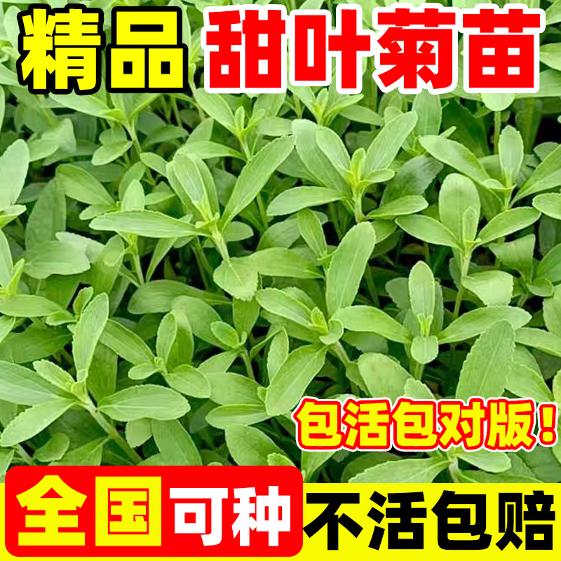 甜叶菊大苗中草药苗甜叶苗可食用盆栽甜叶幼苗甜叶四季种植易成活