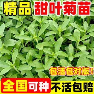 甜叶菊大苗中草药苗甜叶苗可食用盆栽甜叶幼苗甜叶四季 种植易成活