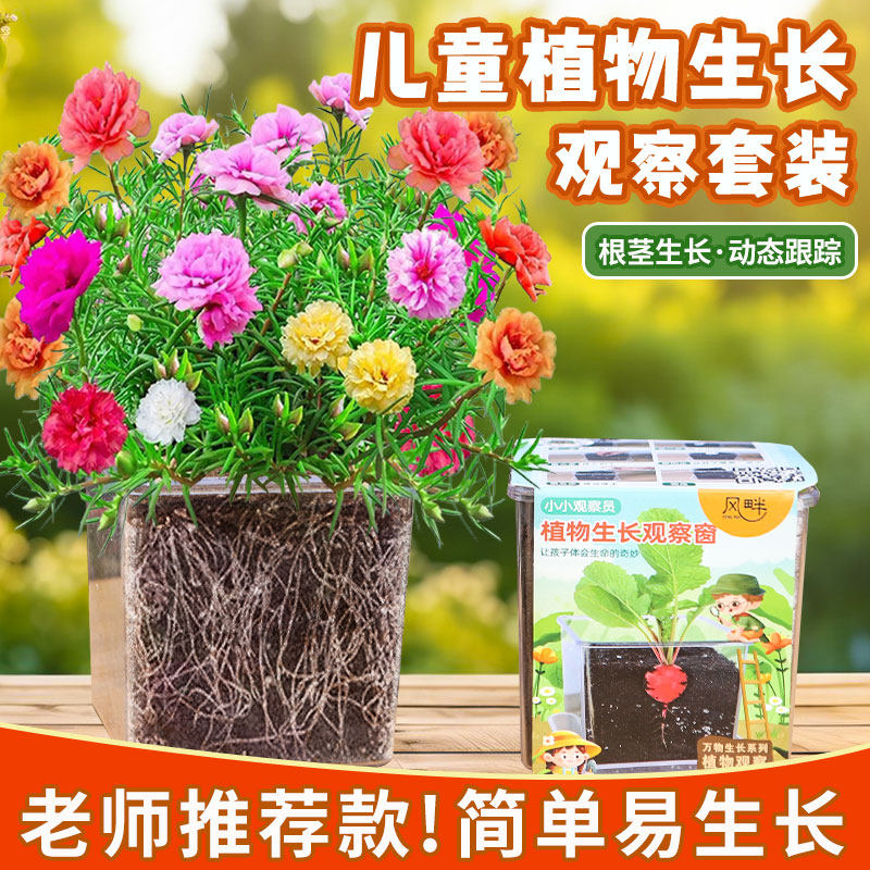 儿童种植盆栽太阳花种籽套装小学生实验植物四季凤仙花向日葵种孑