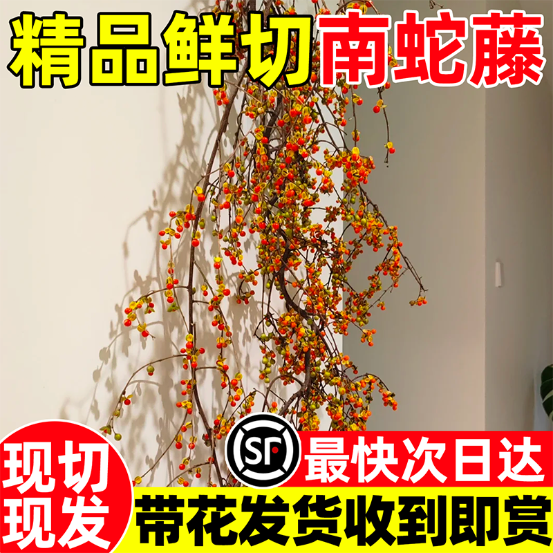南蛇藤鲜切枝条鲜花插花云南直发