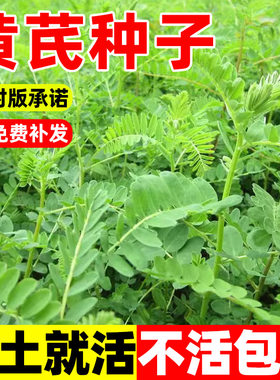 黄芪种子中药北方多年生药材种