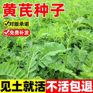 黄芪种子中药北方多年生中药材种易种植春季简装铁杆黄氏棉黄芩种