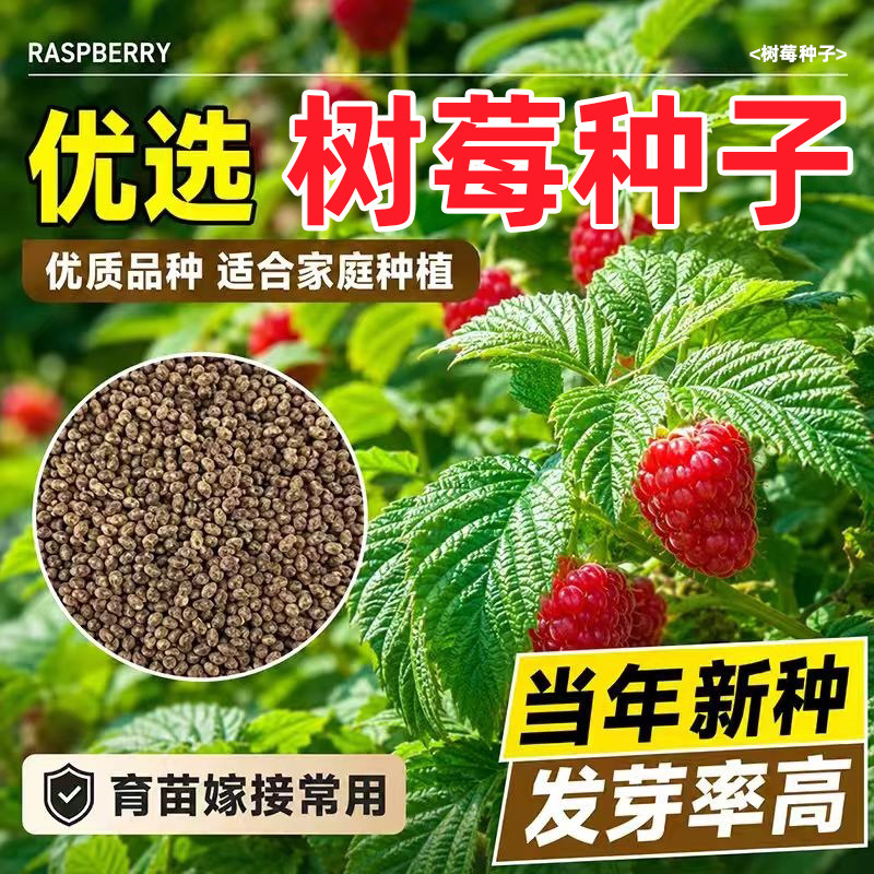 树莓种子酸甜浆果覆盆子种籽多年生灌木家庭菜园盆栽地栽果树种孑