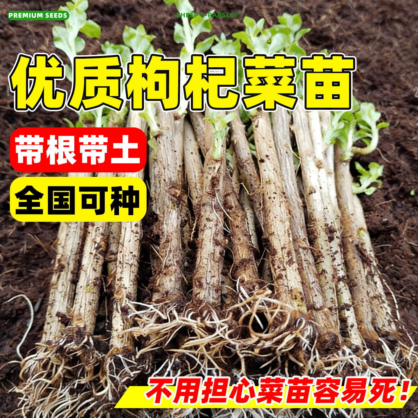 枸杞菜苗大叶食用枸杞叶苗子树苗图片