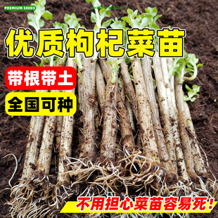 枸杞菜苗大叶食用枸杞叶苗子树苗种绿植菜苗广东室内阳台盆栽蔬菜