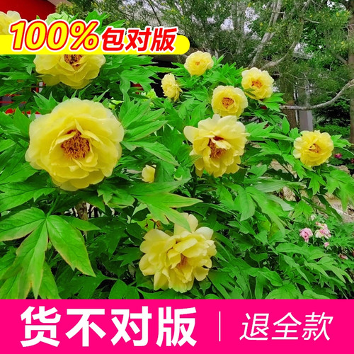 黄金牡丹花苗黄色品种稀有盆栽地