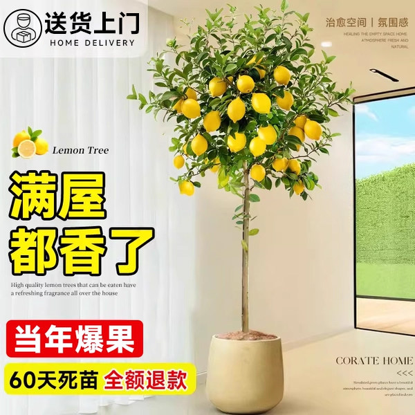 香水柠檬树苗盆栽带果四季可食用老桩室内大型植物客厅阳台好养活