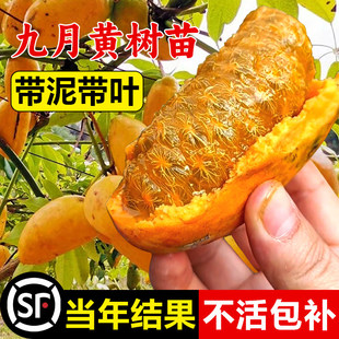 九月黄树苗八月野果纯甜水果苗高产果树南北方种植四季庭院地栽结