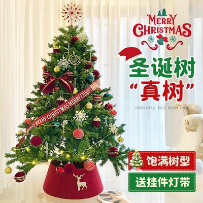 圣诞树真树云杉澳洲杉树南洋杉盆