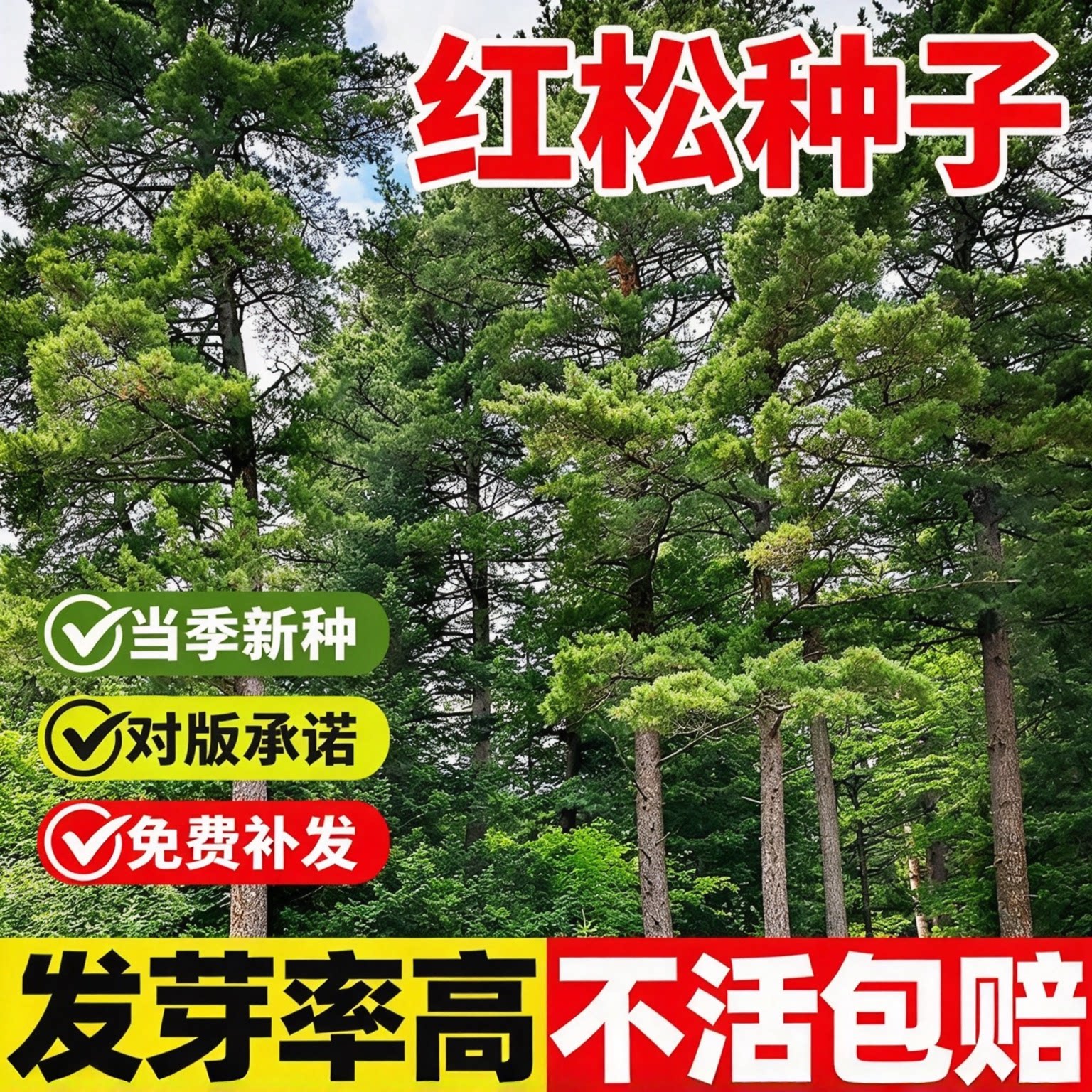 红松种子罗汉松种籽四季庭院护坡造林松树种子常绿乔木林木种子孑
