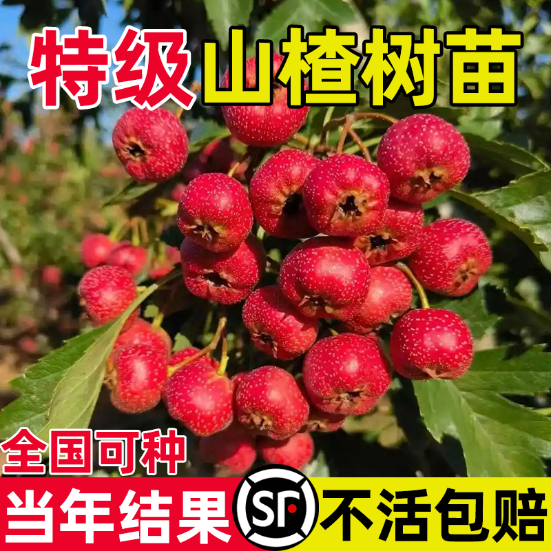 山楂树活苗大五棱甜红子山楂苗南