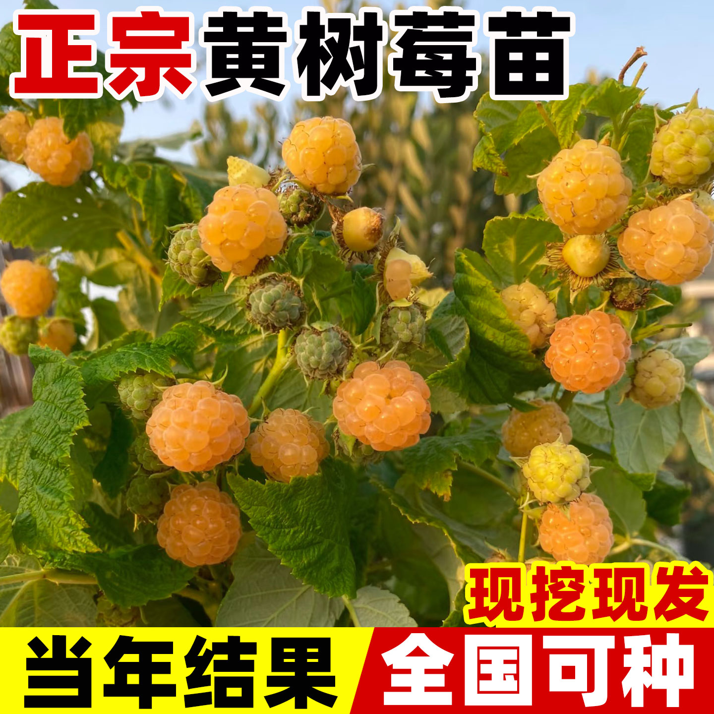 黄树莓果苗当年结室内外阳