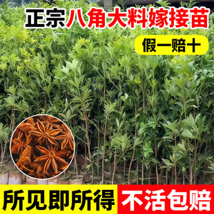 八角大料嫁接树苗当年结果带叶带土盆栽矮化嫁接八角苗南北方种植