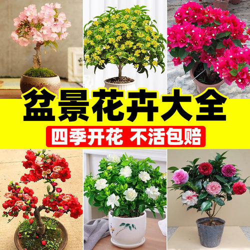 盆景花籽大全阳台盆栽植物四季