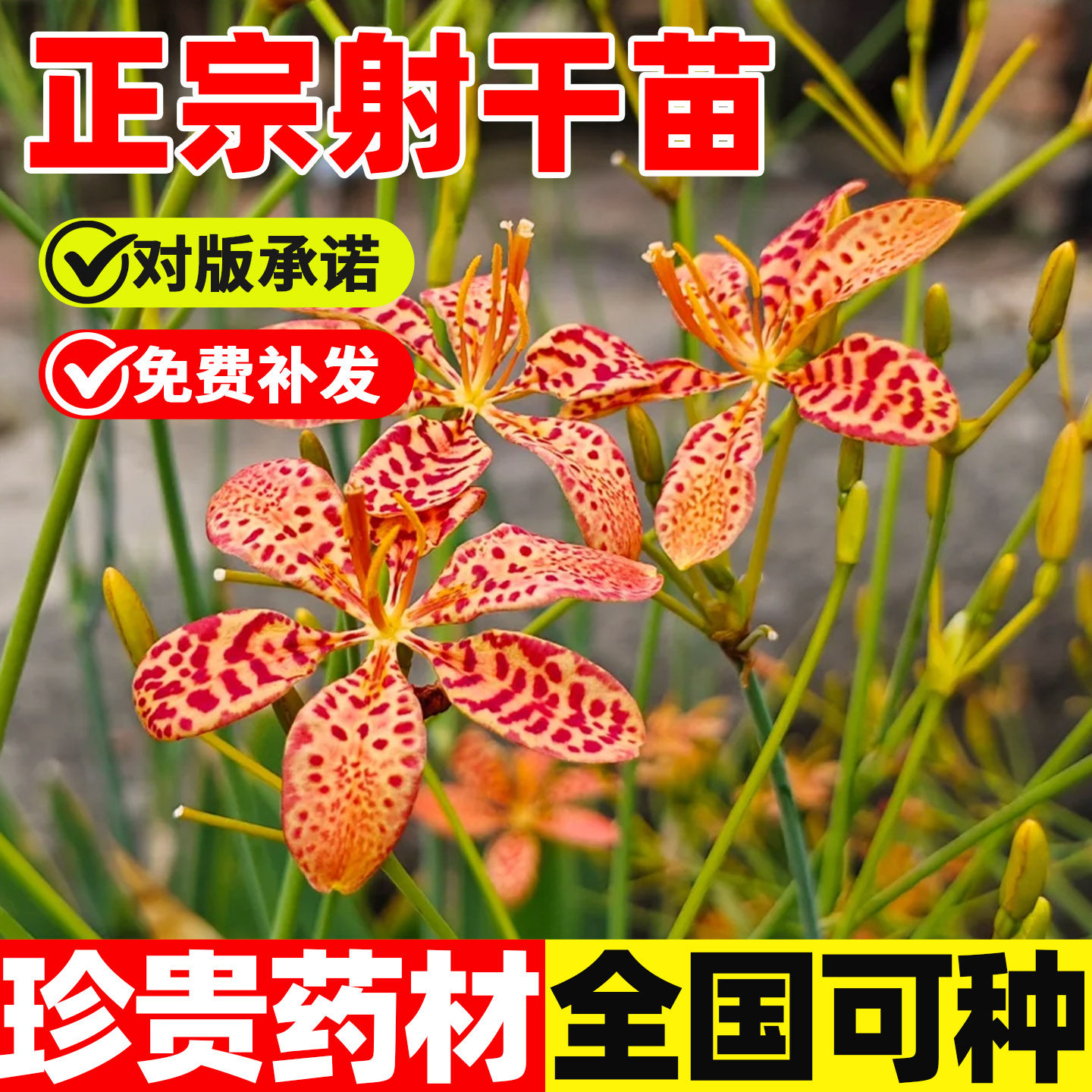 药材苗射干种苗蝴蝶花苗中药材苗绿化新鲜现挖散装观赏花卉鸢尾花