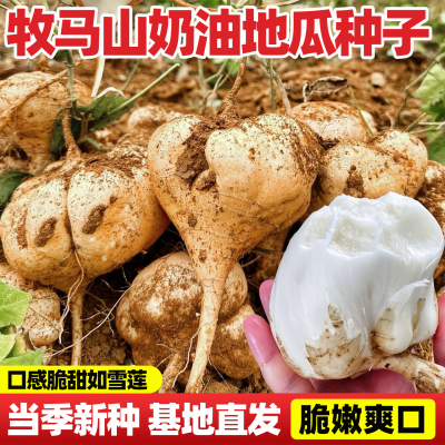 牧马山奶油地瓜种子凉薯种籽苗高