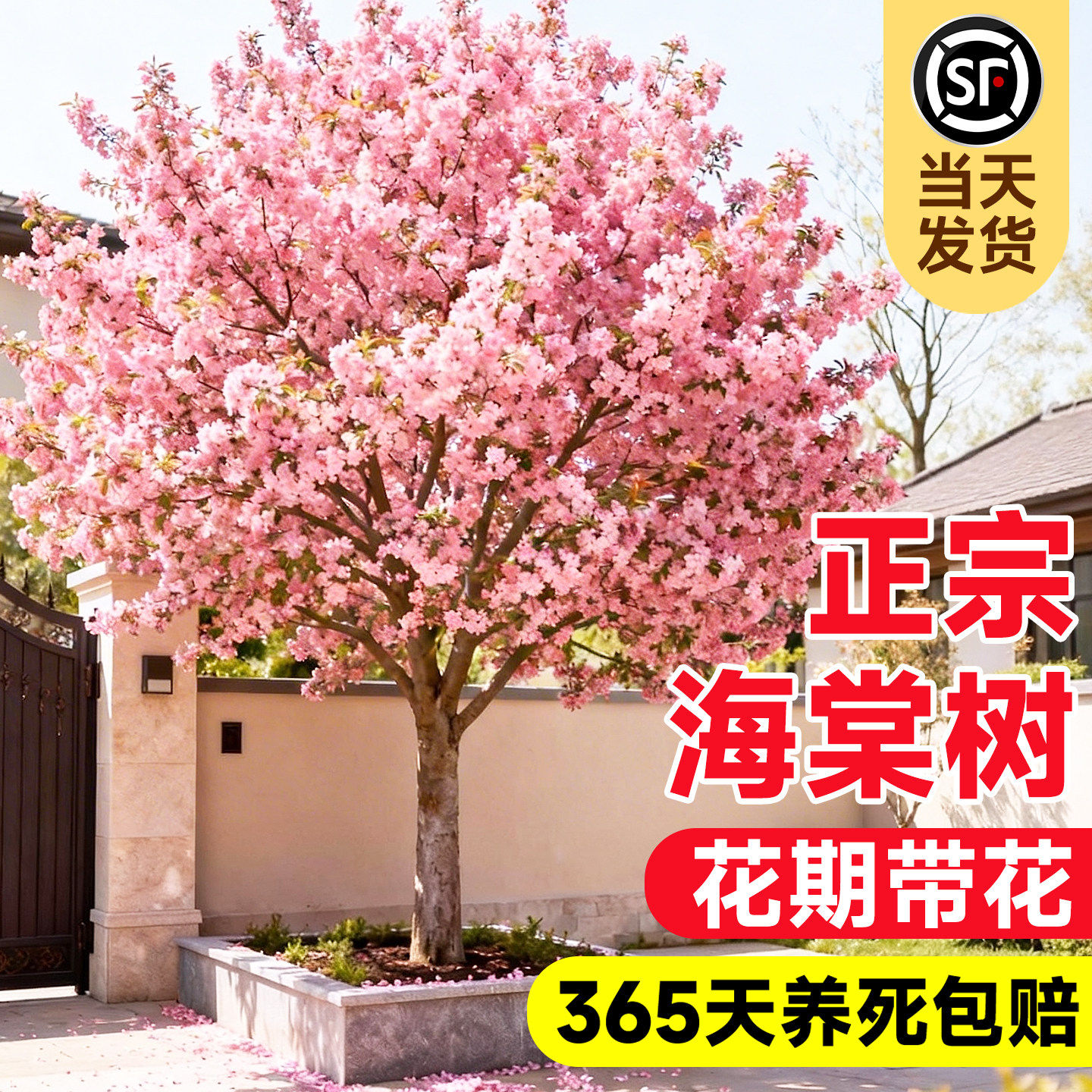 西府垂丝海棠果花树苗庭院地栽高