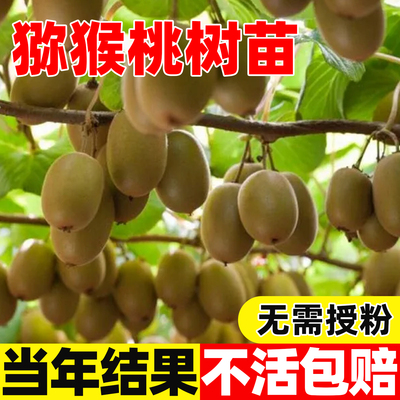 猕猴桃树果苗公母同株红心