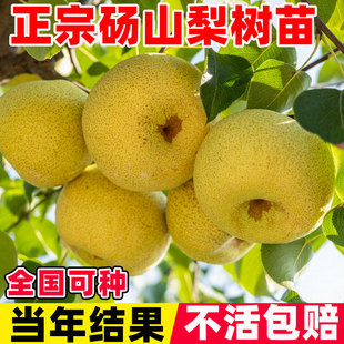 安徽砀山酥梨苗脆甜梨树果树苗晚熟香梨庭院南北方种植当年结果苗