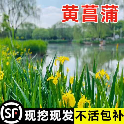 黄菖蒲水生植物美人蕉河道绿化黄