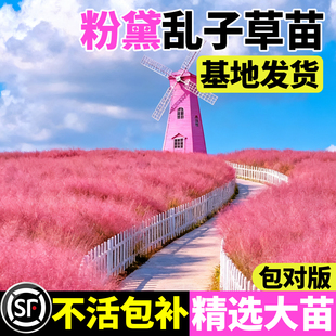 粉黛乱子草盆栽花园多年生观叶网红花海植物耐寒地被花境观赏草