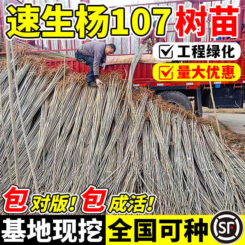 速生杨107白杨树苗绿化植物3804无絮杨中华红叶杨防沙造林杨树苗