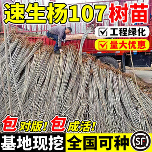 速生杨107白杨树苗绿化植物3804无絮杨中华红叶杨防沙造林杨树苗
