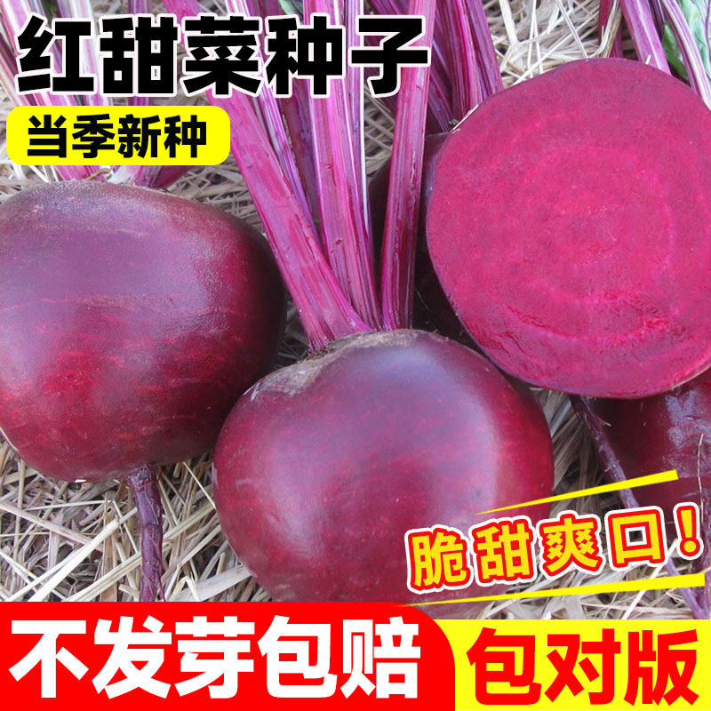红梗甜菜种子红心甜菜头根种子春秋播甜菜根紫菜头红根菜头蔬菜籽