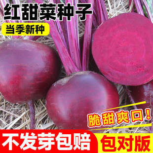 红梗甜菜种子红心甜菜头根种子春秋播甜菜根紫菜头红根菜头蔬菜籽