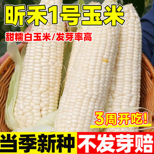 昕禾1号玉米种子白甜糯玉米种孑四季种早熟高产国审超甜白玉米种