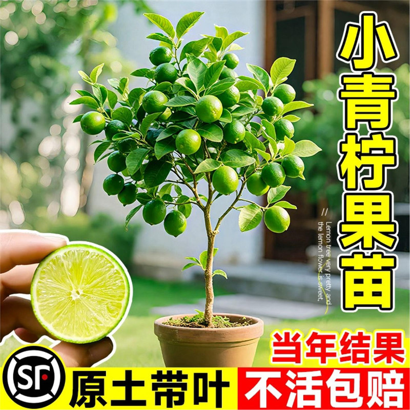 小青柠树苗小金桔树海南小青桔柠檬树盆栽阳台水果树果苗大全橘子
