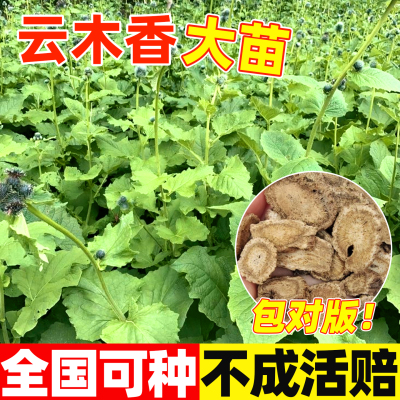 正宗云木香种苗青木香种本年