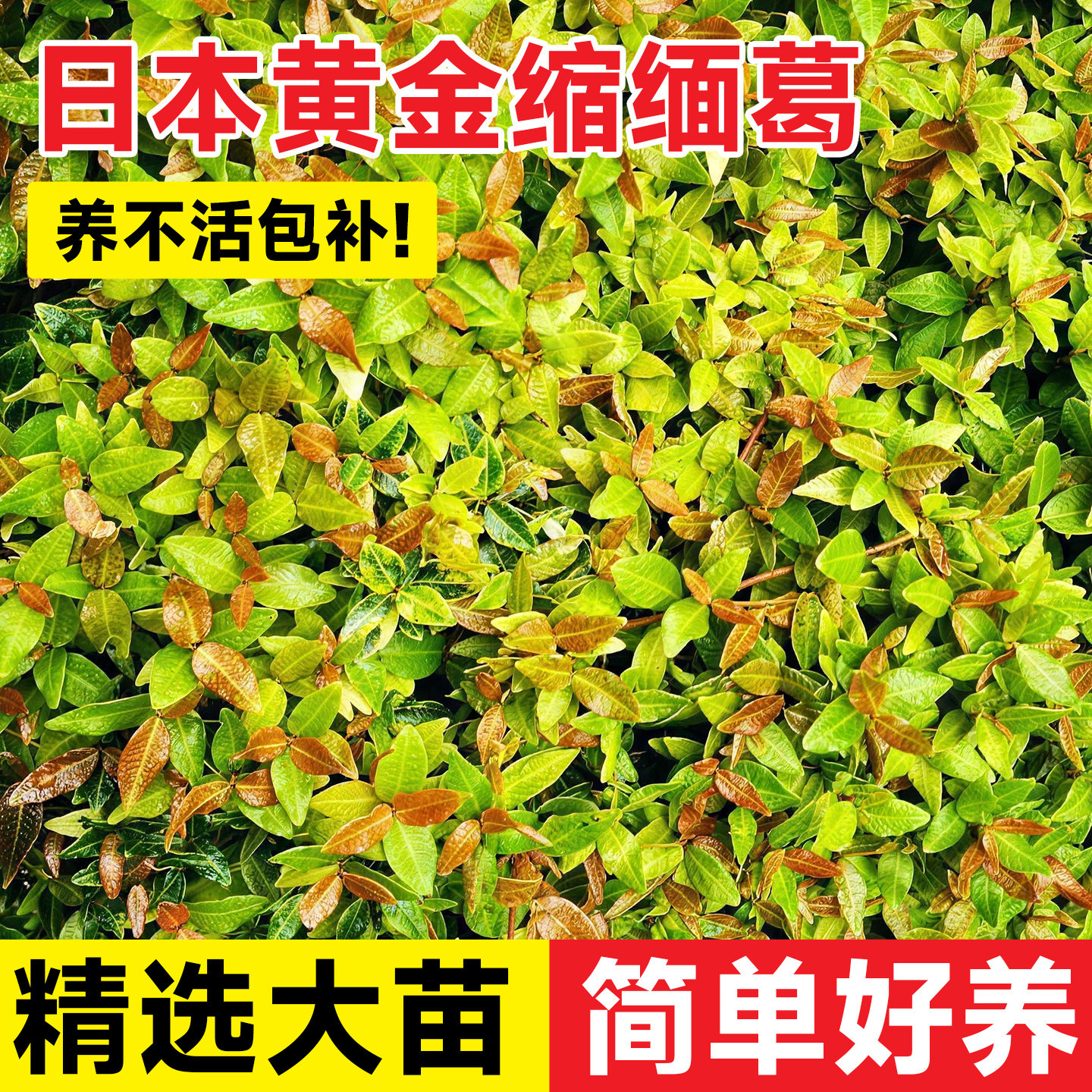 日本黄金缩缅葛苗稀有名贵小叶掌上庭院盆栽络石盆栽微盆景络石苗