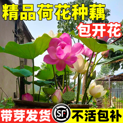 荷花种藕盆栽观赏水养莲花缸栽苗