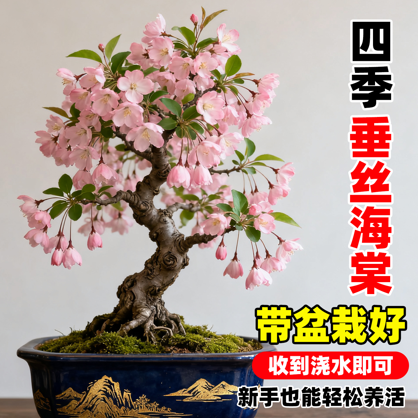 垂丝海棠花树苗盆栽室内外阳台绿