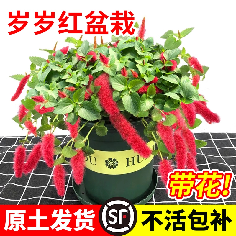 红缨吊兰岁岁红垂吊花卉植物室内
